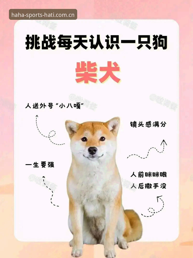 哈体体育可靠吗安全吗 3个维度解析哈体体育可靠性:从v2.1.0版本看品牌安全逻辑